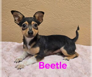 Chiranian Dogs for adoption in Modesto, CA, USA