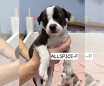 Small #7 American Boston Bull Terrier