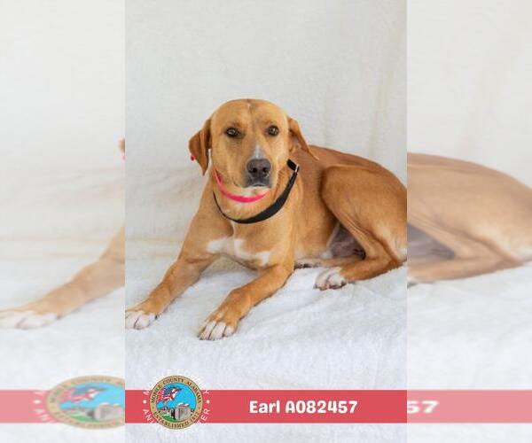 Medium Photo #2 Labrador Retriever-Unknown Mix Puppy For Sale in Mobile, AL, USA