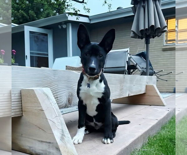 Medium Photo #16 German Shepherd Dog-Unknown Mix Puppy For Sale in Lakewood, CO, USA