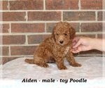 Small #1 Poodle (Toy)