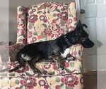 Small #24 American Pit Bull Terrier-German Shepherd Dog Mix
