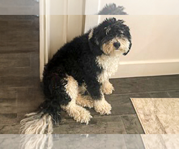 Medium Photo #6 Bernedoodle (Miniature) Puppy For Sale in ROY, UT, USA