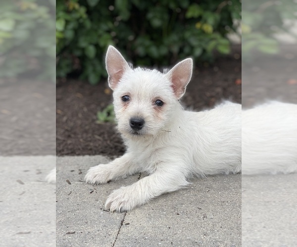 Medium Photo #5 West Highland White Terrier Puppy For Sale in CANOGA, NY, USA