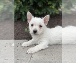 Small #4 West Highland White Terrier