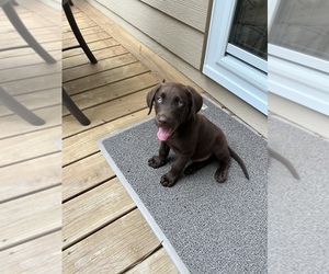 Labrador Retriever Puppy for sale in POWDER SPGS, GA, USA