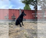 Small Photo #57 German Shepherd Dog Puppy For Sale in HAYWARD, CA, USA