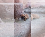Small #54 Mastiff