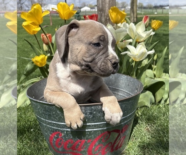 Medium Photo #3 American Bulldog Puppy For Sale in MIDDLEBURY, IN, USA