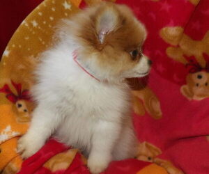 Medium Pomeranian