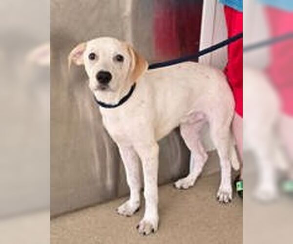Medium Photo #1 Pointer-Unknown Mix Puppy For Sale in Oskaloosa, IA, USA