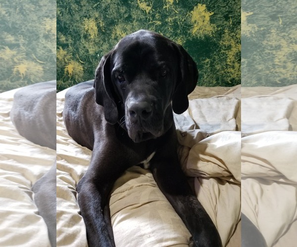 Medium Photo #4 Brazilian Mastiff Puppy For Sale in Jasper, AL, USA