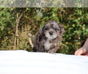 ShihPoo Puppy for sale in DYERSBURG, TN, USA