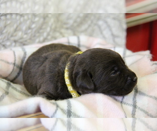 Medium Photo #7 Labrador Retriever Puppy For Sale in HYDE PARK, VT, USA