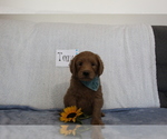 Puppy 5 Goldendoodle-Poodle (Standard) Mix