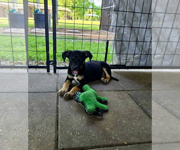 Medium Photo #1 German Shepherd Dog-Unknown Mix Puppy For Sale in Oakhurst, NJ, USA
