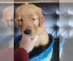 Small Photo #9 Golden Retriever Puppy For Sale in BELLINGHAM, WA, USA
