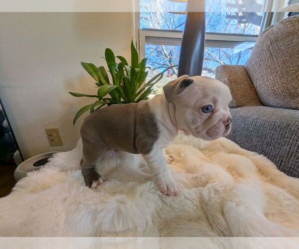 Medium Photo #5 Faux Frenchbo Bulldog Puppy For Sale in LAS CRUCES, NM, USA
