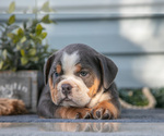 Small #2 Beabull