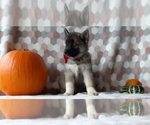 Keeshond-Siberian Husky Mix Puppy for sale in LANCASTER, PA, USA