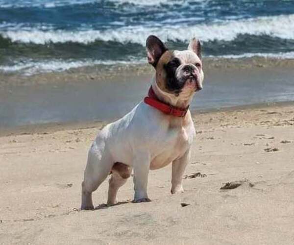 Medium Photo #1 French Bulldog Puppy For Sale in WEST CHESTER, PA, USA