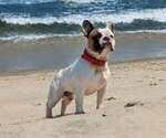 Small Photo #1 French Bulldog Puppy For Sale in WEST CHESTER, PA, USA