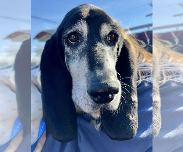 Medium Photo #1 Basset Hound Puppy For Sale in Columbus, OH, USA