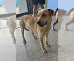 Small #1 Labrador Retriever Mix