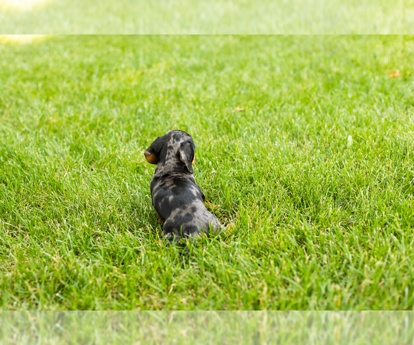 Medium Photo #5 Dachshund Puppy For Sale in MILFORD, IN, USA