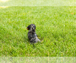 Small #4 Dachshund