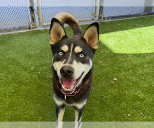 Siberian Husky Dogs for adoption in Martinez, CA, USA