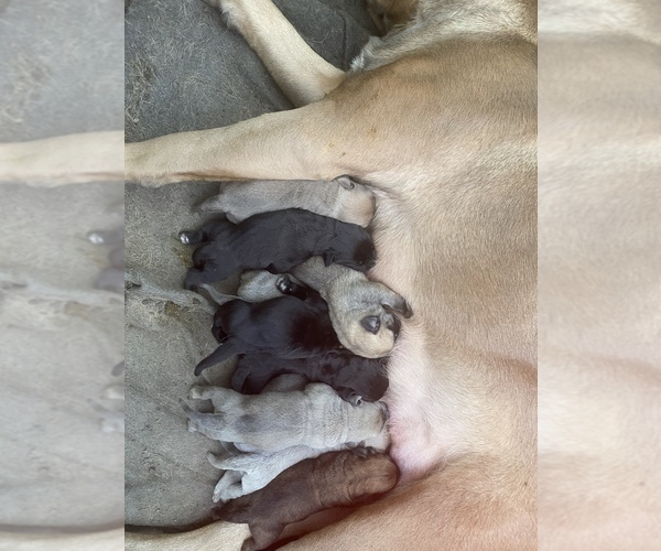 Medium Photo #44 Cane Corso Puppy For Sale in SEBASTOPOL, CA, USA