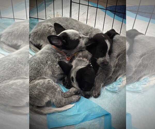 Medium Photo #3 Mutt Puppy For Sale in Sandy, UT, USA