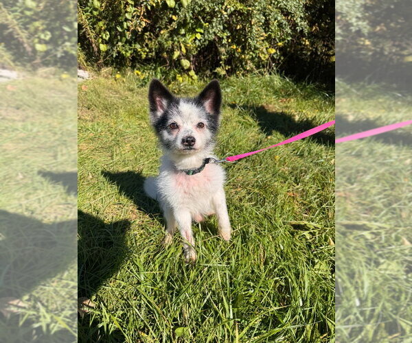 Medium Photo #4 Chihuahua-Unknown Mix Puppy For Sale in Muskegon, MI, USA