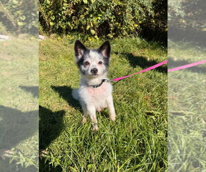 Rocket - Male Chihuahua-Unknown Mix Dog for Adoption - Photo #4