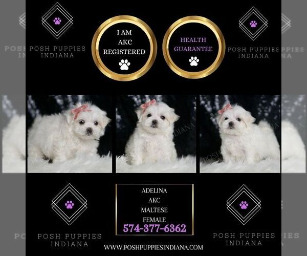 Medium Photo #2 Maltese Puppy For Sale in WARSAW, IN, USA