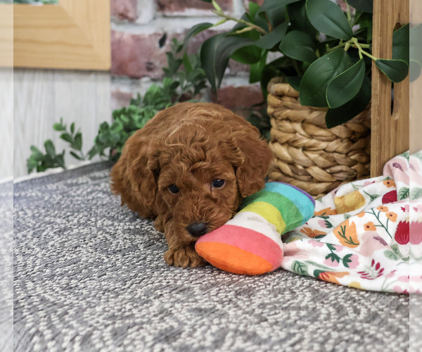 Medium Photo #4 Poodle (Miniature) Puppy For Sale in SYRACUSE, IN, USA