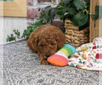Small #3 Poodle (Miniature)