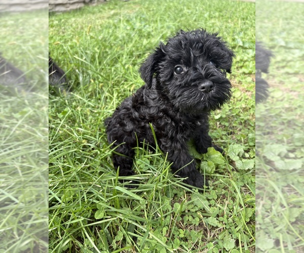 Medium Photo #4 Schnauzer (Miniature) Puppy For Sale in CATSKILL, NY, USA