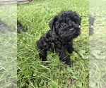 Litter of 6 - Male(s) and Female(s) Schnauzer (Miniature)Litter of Puppies for Sale - Photo #4