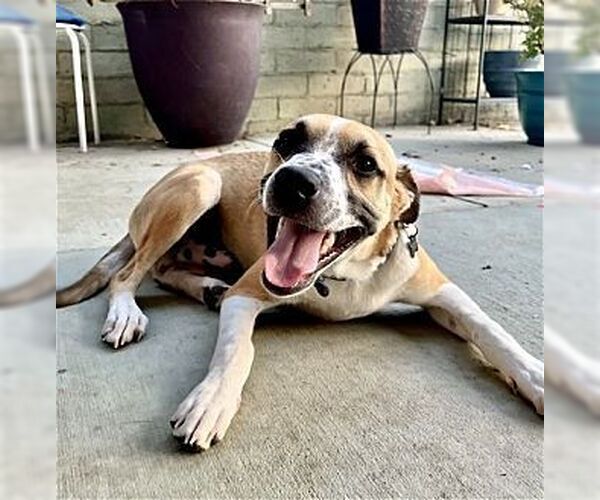 Medium Photo #2 Mutt Puppy For Sale in Dana Point, CA, USA