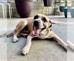 Small #1 Mutt