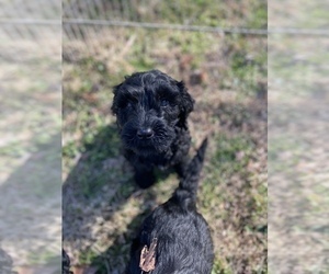 Double Doodle Puppy for sale in LAFAYETTE, TN, USA