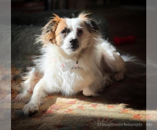 Medium Photo #7 Cav-A-Malt Puppy For Sale in Monkton, MD, USA
