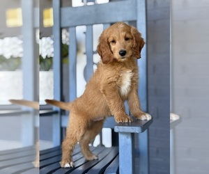 Goldendoodle Puppy for sale in FRANKLIN, IN, USA