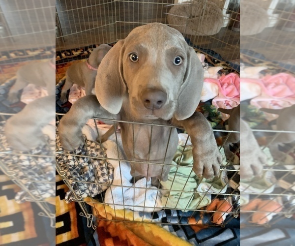 Medium Photo #4 Weimaraner Puppy For Sale in AUBURN, CA, USA