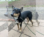 Small #5 Australian Kelpie Mix