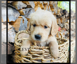 Puppy Levi Golden Retriever