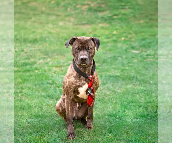 Medium Photo #8 Mutt Puppy For Sale in Unionville, PA, USA