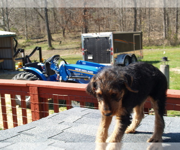 Medium Photo #9 Airedale Terrier Puppy For Sale in CHARLESTOWN, IN, USA